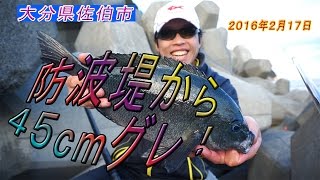 大分県佐伯市　防波堤からグレ（クロ、メジナ）釣り　４５cmが釣れました！　２０１６年２月１７日