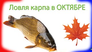 Ловля карпа в Октябре. Закрытие сезона