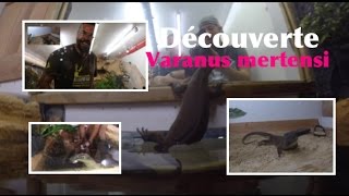 Le Varan Mertensi Découvre Un énorme Bassin
