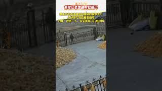 Heilongjiang tiger entered the village and slammed the door! #shorts #nature #animal #tiger