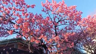 ⛩️荏原神社の寒緋桜  寒糸非桜