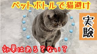 【猫で検証】ペットボトルで猫避けになる❓結果がすぐにわかる❗️