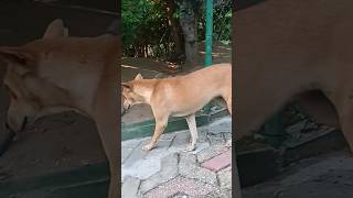 கண்டிப்பா நம்ம ஆழு தான் #dogshorts #dogfunny #dogs #doglovers #dogecoin #doglife #dogsafety #dogs