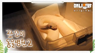 쪼꼬미 동물병원 시즌2 9화 (내원환자: 공비단뱀 흰둥이님)ㅣAnimal Hospital for Tiny Animals2 Ep 9 (Patient: Ball python)