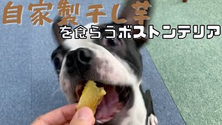 自家製干し芋を食らうボストンテリア