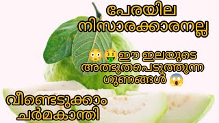 പേരയിലയുടെ അതിശയിപ്പിക്കുന്ന ഗുണങ്ങൾ --amazing benefits of guava leaves#mallu#facepack#benefits