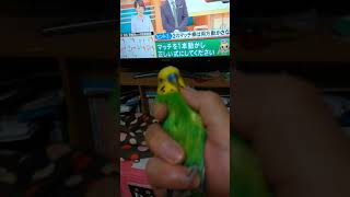 セキセイインコアイのニギコロ