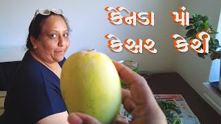 કેનેડા માં કેસર કેરી | Canada Ma Kesar Keri | Timepass Vlog