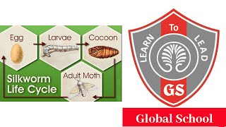 Life Cycle Of Silkworm | Best School In Gurgaon | Contact Global School | 9350533633