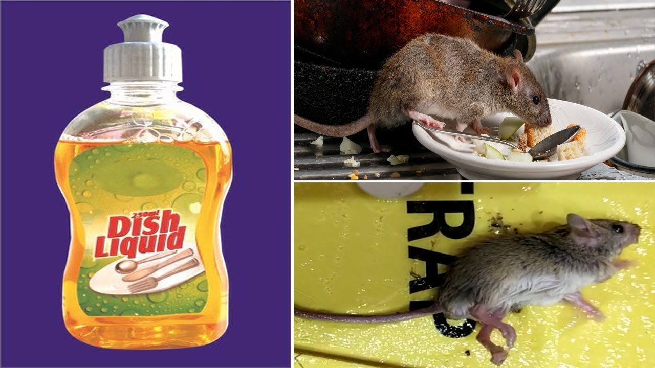 How To Get Rid Of Rats Naturally Fast At Home - Kill Rats And Mice From ...