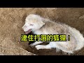 狐狸打洞的时候，突然抓住他尾巴，小狐狸直接破大防？