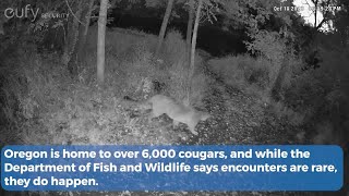 Tips for staying safe in a cougar encounter