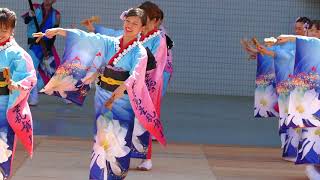 真美流星乱舞群／代々木公園ステージ／原宿表参道元氣祭スーパーよさこい 2018（初日）