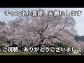 【桜🌸満開•神代植物公園】令和6年4月7日。素晴らしい枝垂れ桜をご覧下さい。