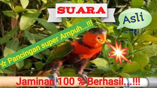 Kicauan Burung nuri kepala hitam asli PAPUA Suara murni 100 %  Nonstop...!!!