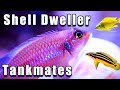 Have Shell Dwellers? Here are Some GREAT Tank Mates!