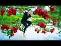 How To Harvest Wax Apple & Goes To Market Sell | Gardening And Cooking | Lý Tiểu Vân