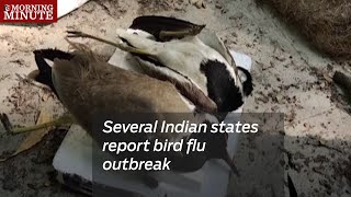 Several Indian states report bird flu outbreak