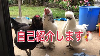 ペットのにわとりを紹介します