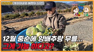 12월 중순에 양배추랑 무를 수확한다고? 그게 가능해?