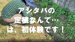 【家庭菜園0012】はじめてアシタバの苗を定植してみたのですが…