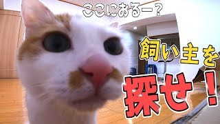 猫たちと新居でかくれんぼ！飼い主を見つけるのは誰だ？！