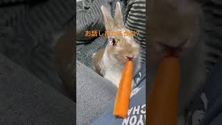 #うさぎ #8ヶ月 #rabbit #お話しわかるかな？#にんじん🥕2023.12.02