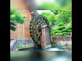 NAN LIAN GARDEN in diamond hill hongkong