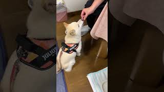 【柴犬】メロンを美味しそうに食べるユキちゃん♪