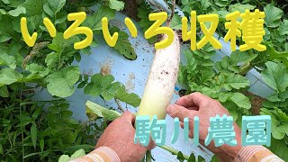 いろいろ収穫　茄子・枝豆・大根・おおまさりの収穫　邑南町　駒川農園　22.9.24