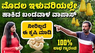 Cashew Nut Farming | Cashew Cultivation In Kannada | ಗೋಡಂಬಿ ಬೇಸಾಯ | Kaju Farming | Godambi Farming