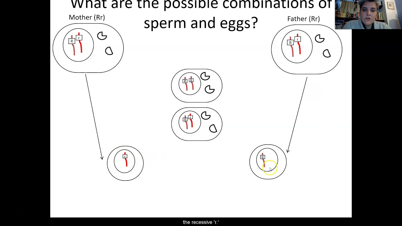 BIO B: Genetics - Inheritance, Lesson 4.1 - YouTube