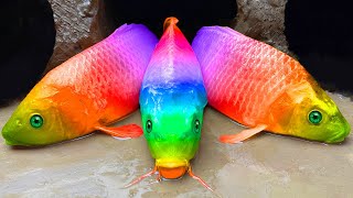 Stop Motion ASMR - Relax with the Rainbow Koi Joyfully Hunting | Cartoon Stop Motion Fish ASMR