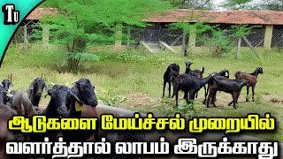 ஆடுகளை மேய்ச்சல் முறையில் வளர்த்தால் லாபம் இருக்காது | Traditional goat farming