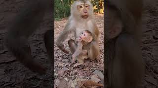 Lovely cute baby monkey JOVI with mom care well #shorts