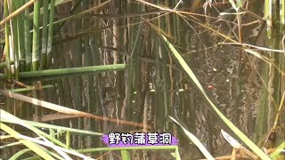 野钓蒲草洞，黄金色的鲫鱼真不少，又钓过瘾了