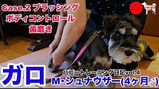 【M・シュナウザー♂４ヶ月】ガロのパピートレーニング日記〈第四弾〉Case.2 ブラッシング＋ボディコントロール＋歯磨き　  いぬプロ　inupro　パピートレーニング　子犬　しつけ