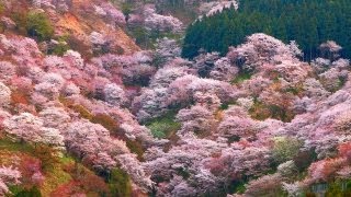 吉野山心沁みいる山桜〜日本の花旅 一目千本桜〜