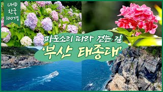 [UHD 한국 100경] 파도소리 따라 걷는 길 '부산 태종대'