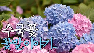 ☞수국꽃의꽃말과이야기입니다.변덕부리지마시고,진실된사랑하세요^^