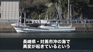 【長崎県】これは警鐘！？対馬の海で次々と起こっている異変 | ソーシャルイノベーションニュース