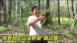 1483 东北野菜遍地都是，娘俩1小时采一袋子，二条妈：这回真知足了