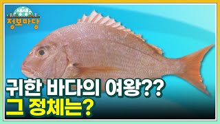 귀한 바다의 여왕?? 그 정체는? MBN 230605 방송