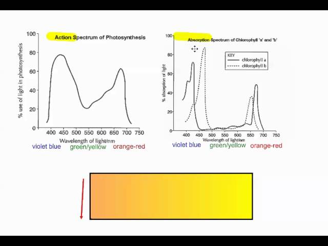 Wavelength Of Light Photosynthesis