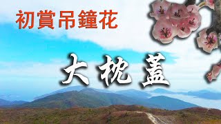 大枕蓋│初賞吊鐘花│鹿湖郊遊徑 俯瞰萬宜水庫 遠眺西貢群山 鯽魚湖離開