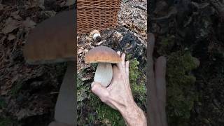 Porcino/Steinpilze/Bolete, Boletus edulis #shorts #new #nature #viral #forest #trending #wood #pilze