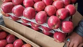 1 October 2024 Shimla Apple Market | Today's Apple market rate | Himalayanfarming | Live Update