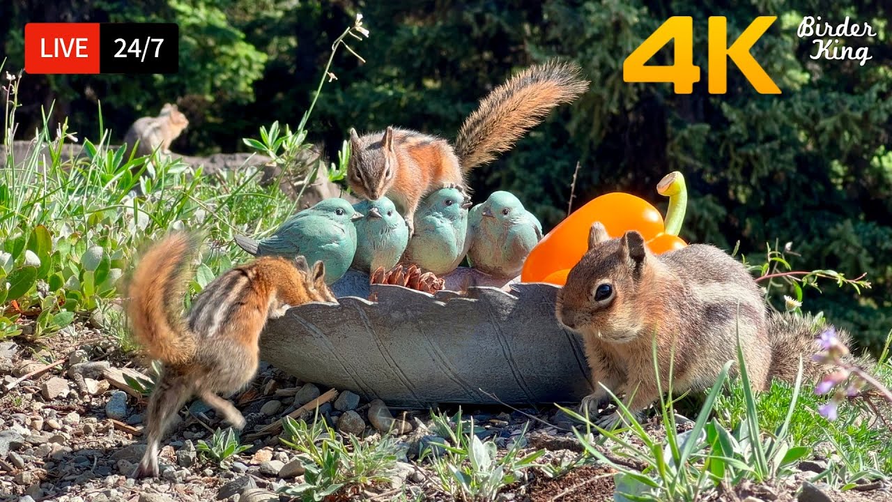 24 7 Live Cat Tv For Cats To Watch Cute Birds Funny Squirrels 4k