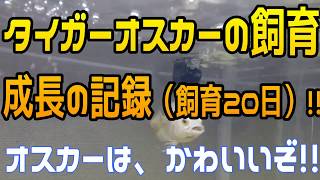 【熱帯魚】肉食！！タイガーオスカー  成長の記録 飼育20日！！ オスカーはかわいいぞ！！ (はじめてタイガーオスカーを飼育される方へ）  #04 【アクアリウム】