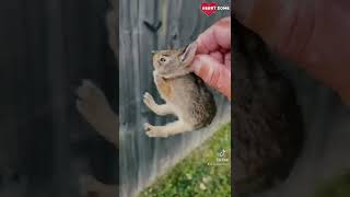 Baby Bunny Screaming After Being Rescue from Hungry Dogs || Heartsome 💖